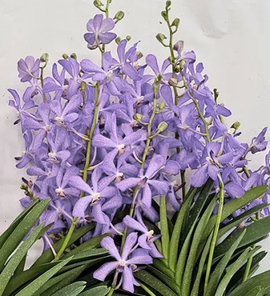 Mokara Jairak Blue