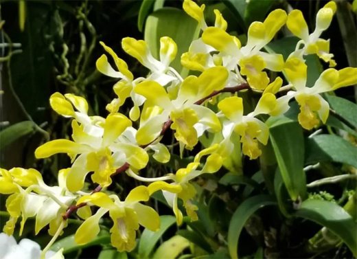 Dendrobium POF '#58' Yellow Fragrant