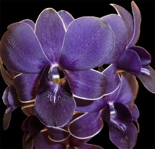 Dendrobium TG Blue