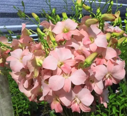 Dendrobium Mini Peach
