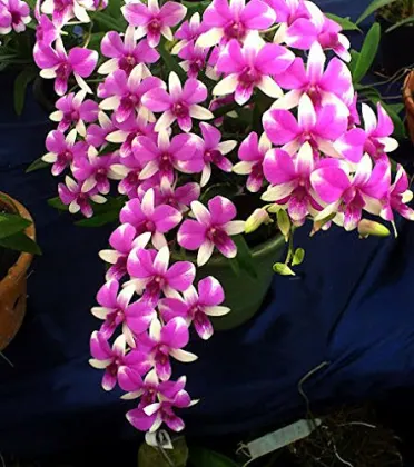 Dendrobium Micky Pinky