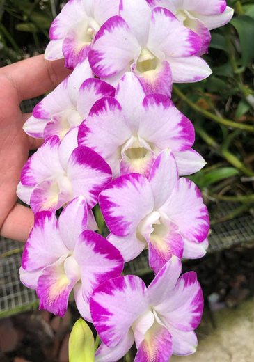 Dendrobium Splash Mutation