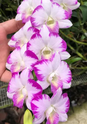 Dendrobium Splash Mutation