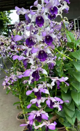 Dendrobium Serene Chang