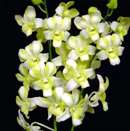 Dendrobium Green 'Three Lips'