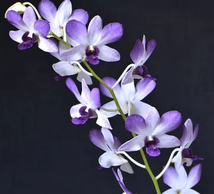 Dendrobium Aridang Blue