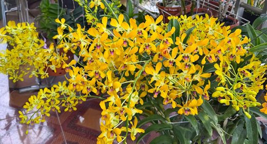 Dendrobium Pensuda