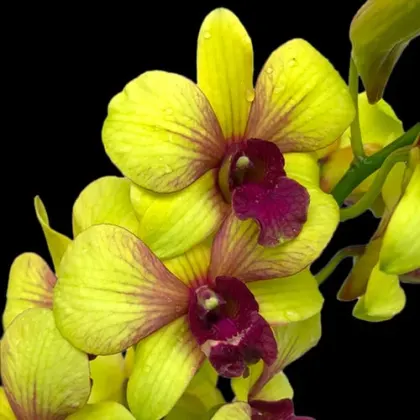 Dendrobium Yellow '#258'
