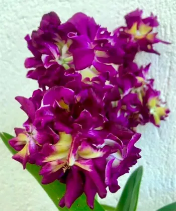 Dendrobium Rose Betty Red