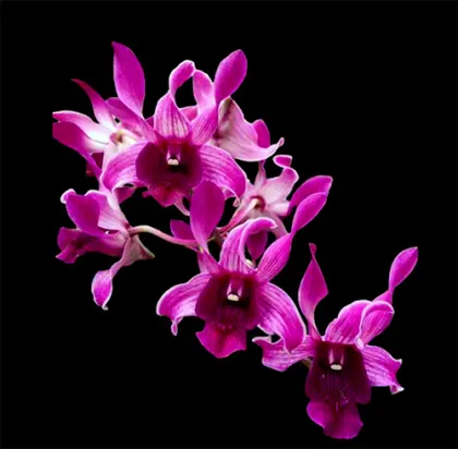 Dendrobium Botim