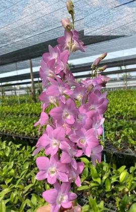 Dendrobium CF '#35'