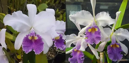 Cattleya warscewiczii coerulea 'Caliman' x 'Jordao'
