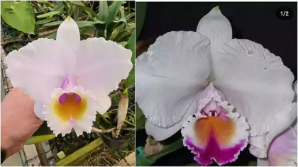 Cattleya quadricolor suave x semi-alba