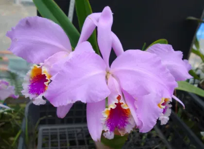Cattleya mossiae tipo 'Venezuela' x self