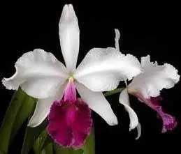 Cattleya warscewiczii semi-alba atropurpurea x self