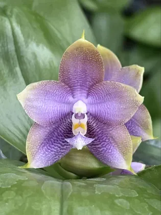 Phalaenopsis Mituo Hsien 'Maze'