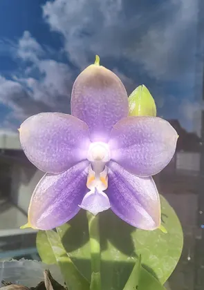 Phalaenopsis Mituo Golden Princess 'Purple Glow'