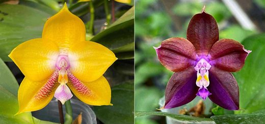 Phalaenopsis Mituo Gelb Eagles x Mituo Obsidian 'Neptune'