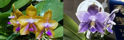 Phalaenopsis Mituo GH King Star 'Blueberry' x Mituo 24 Solar Terms