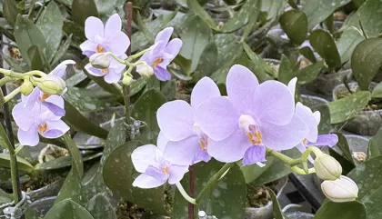 Doritaenopsis Siam Treasure 'Blue Star'