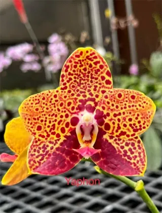 Phalaenopsis Chienlung Black Parrot 'Yaphon'