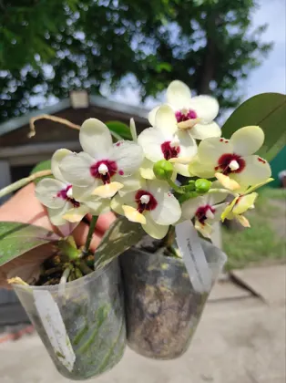 Phalaenopsis Yaphon Lobispis x Lioulin Goldfinch