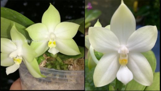 Phalaenopsis bellina var alba 'Clarity' x bellina var alba 'Winter Traveler'