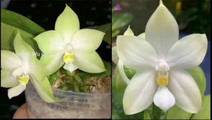 Phalaenopsis bellina var alba 'Clarity' x bellina var alba 'Winter Traveler'