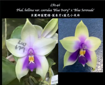 Phalaenopsis bellina 'Blue Ivory' x 'Blue Serenade'