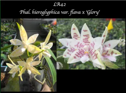 Phalaenopsis hieroglyphica flava x 'Glory'
