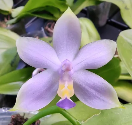 Phalaenopsis mentawaiensis 'King No1' x 'Fragrance'