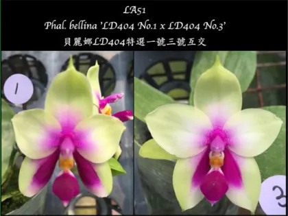 Phalaenopsis bellina 'LD404 No1' x 'LD404 No3'