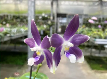 Phalaenopsis tetraspis 'Luxurious Blue' stem prop