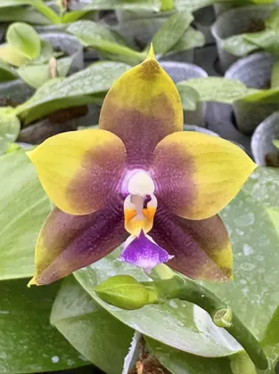 Phalaenopsis LD Emerald Dragon x Mituo Blue Bear 'Mituo#1'