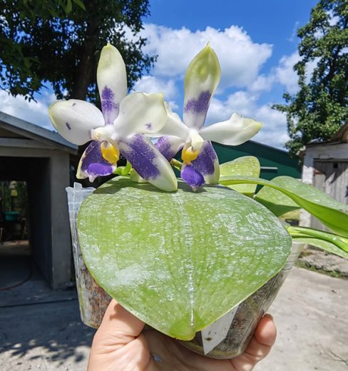 Phalaenopsis violacea blue 'C-1'
