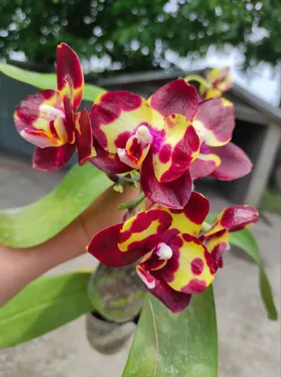 Phalaenopsis Haur Jhih Prince x (Yaphon Sir-KS Happy Eagle) 'Black spot'