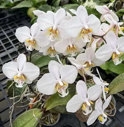 Phalaenopsis stuartiana x philippinensis