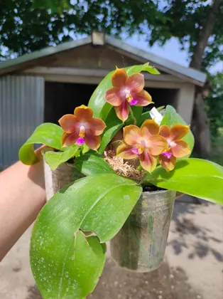 Phalaenopsis (Mituo Prince x Tzu Chang Tetralitz) 'Caramel Macchiato'