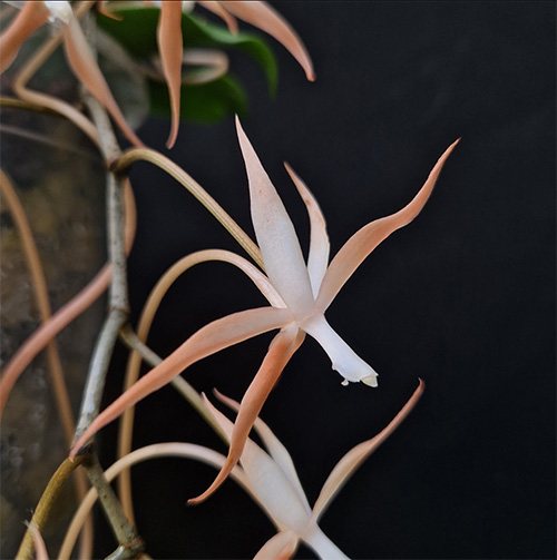 Aerangis bouarensis