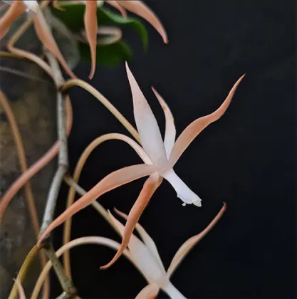 Aerangis bouarensis