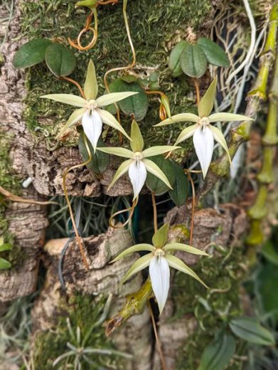 Aerangis monantha