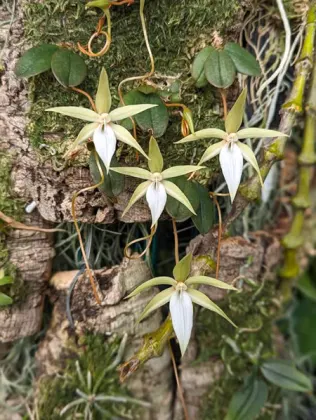 Aerangis monantha