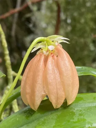 Bulbophyllum salmoneum