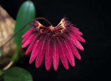 Bulbophyllum zamboangense