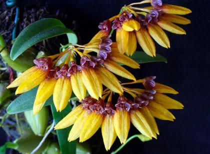 Bulbophyllum skeatianum