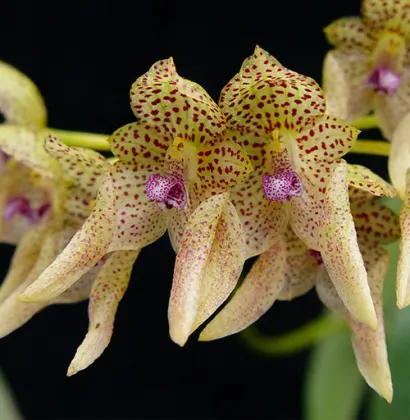 Bulbophyllum umbellatum