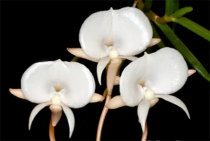 Angraecum pseudofilicornu