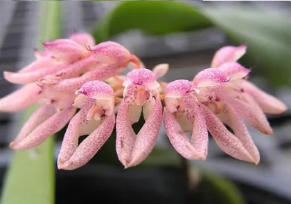 Bulbophyllum dentiferum