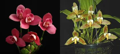 Lycaste Yi Ying Sakura 129 x deppei