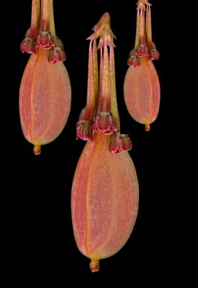 Bulbophyllum physometrum